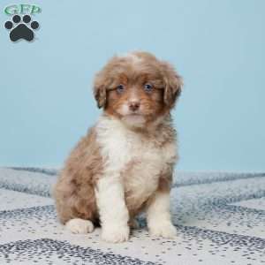 Easton, Mini Aussiedoodle Puppy